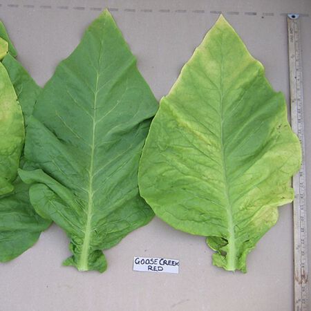 Goose Creek Red, Tobacco Seed - Packet image number null